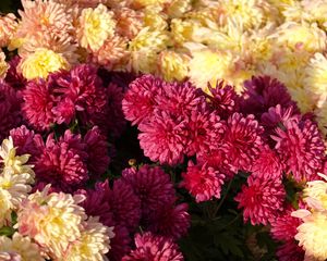 Preview wallpaper chrysanthemums, flowers, petals, pink, yellow