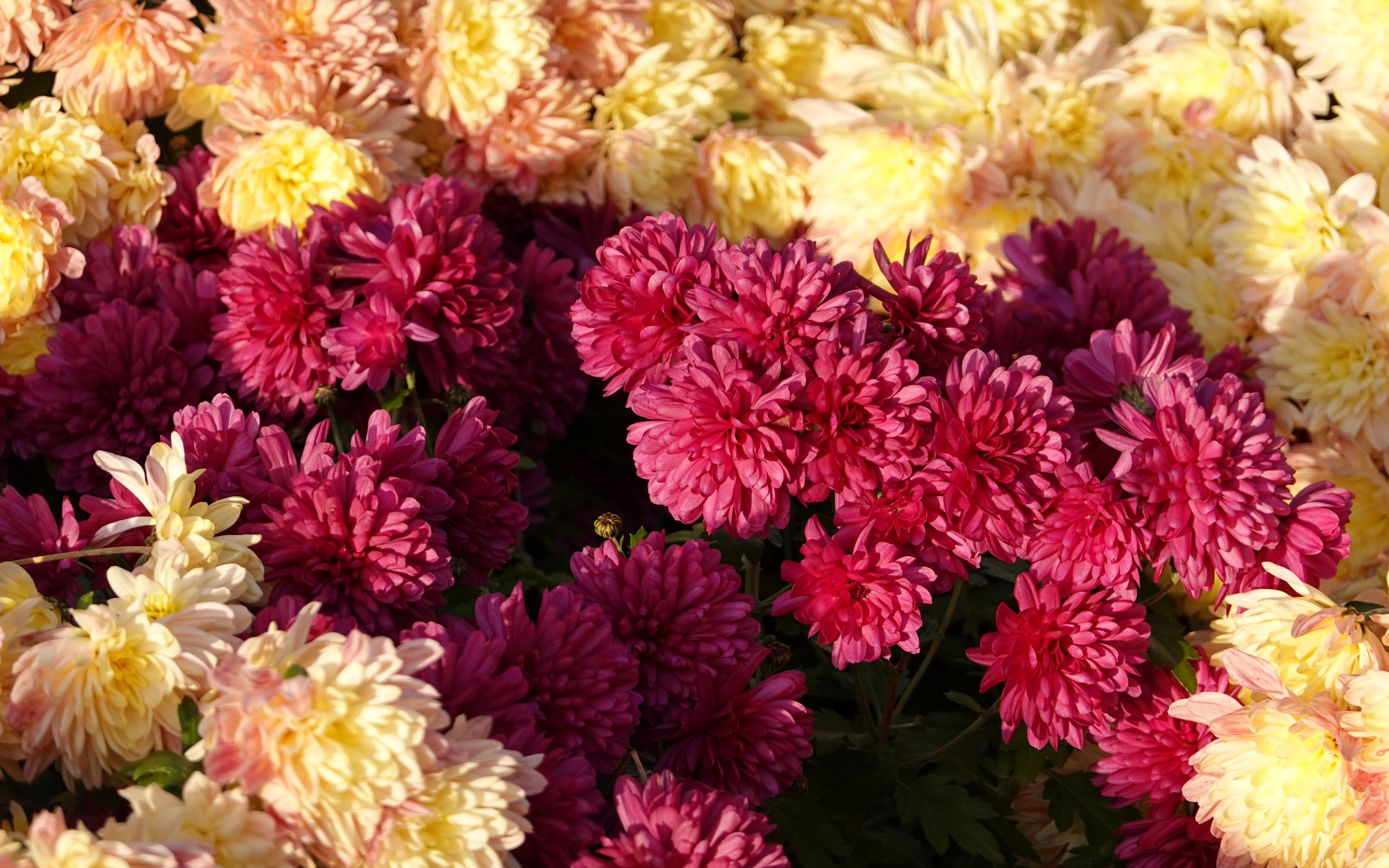 Download wallpaper 3840x2400 chrysanthemums, flowers, petals, pink