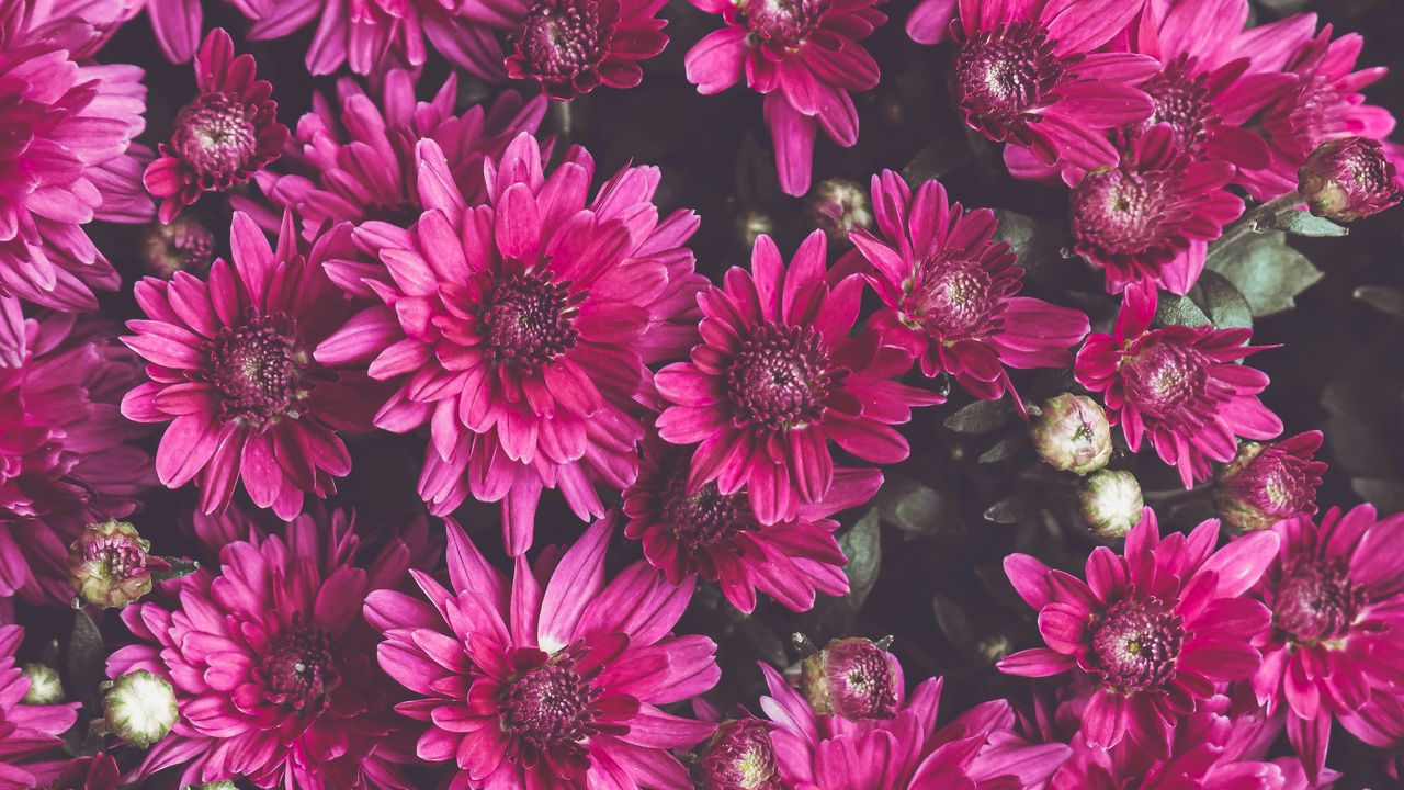 Wallpaper chrysanthemums, flowers, petals, buds, flowering