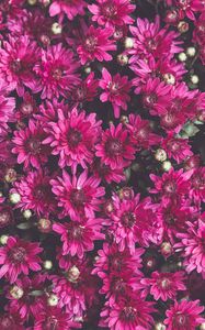 Preview wallpaper chrysanthemums, flowers, petals, buds, flowering