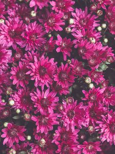 Preview wallpaper chrysanthemums, flowers, petals, buds, flowering