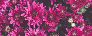 Preview wallpaper chrysanthemums, flowers, petals, buds, flowering