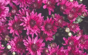 Preview wallpaper chrysanthemums, flowers, petals, buds, flowering