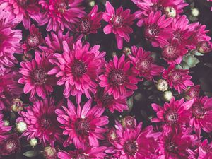Preview wallpaper chrysanthemums, flowers, petals, buds, flowering
