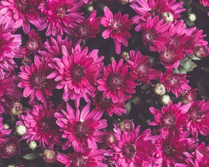 Preview wallpaper chrysanthemums, flowers, petals, buds, flowering