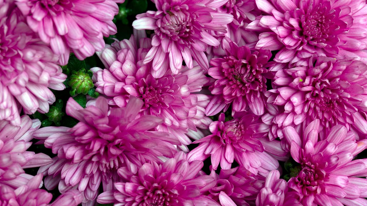Wallpaper chrysanthemums, flowers, petals, macro, pink