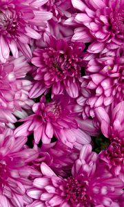 Preview wallpaper chrysanthemums, flowers, petals, macro, pink