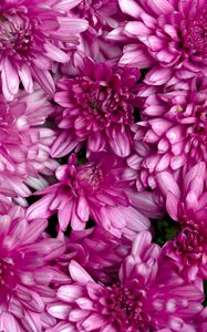 Preview wallpaper chrysanthemums, flowers, petals, macro, pink