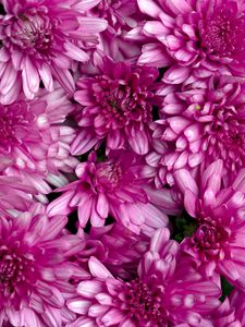 Preview wallpaper chrysanthemums, flowers, petals, macro, pink