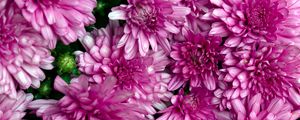 Preview wallpaper chrysanthemums, flowers, petals, macro, pink