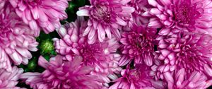 Preview wallpaper chrysanthemums, flowers, petals, macro, pink