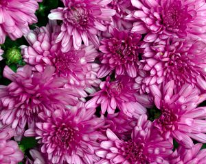 Preview wallpaper chrysanthemums, flowers, petals, macro, pink