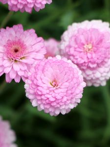 Preview wallpaper chrysanthemums, flowers, pink