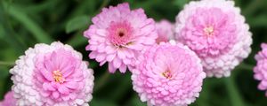 Preview wallpaper chrysanthemums, flowers, pink