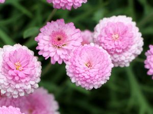 Preview wallpaper chrysanthemums, flowers, pink