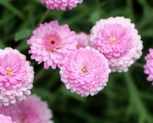 Preview wallpaper chrysanthemums, flowers, pink