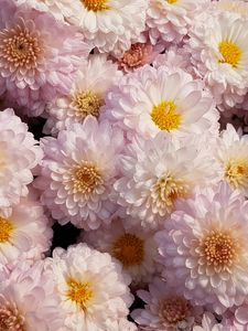 Preview wallpaper chrysanthemums, flowers, pink, blooms, delicate