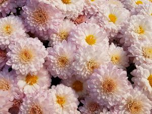 Preview wallpaper chrysanthemums, flowers, pink, blooms, delicate