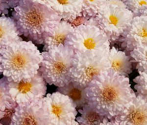Preview wallpaper chrysanthemums, flowers, pink, blooms, delicate