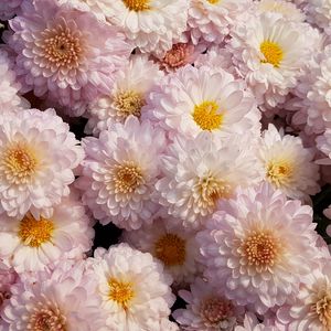 Preview wallpaper chrysanthemums, flowers, pink, blooms, delicate