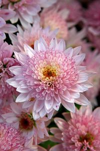 Preview wallpaper chrysanthemums, flowers, pink, beauty