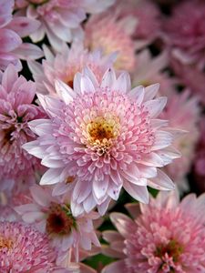 Preview wallpaper chrysanthemums, flowers, pink, beauty