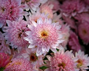 Preview wallpaper chrysanthemums, flowers, pink, beauty