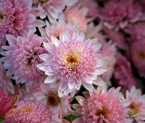 Preview wallpaper chrysanthemums, flowers, pink, beauty