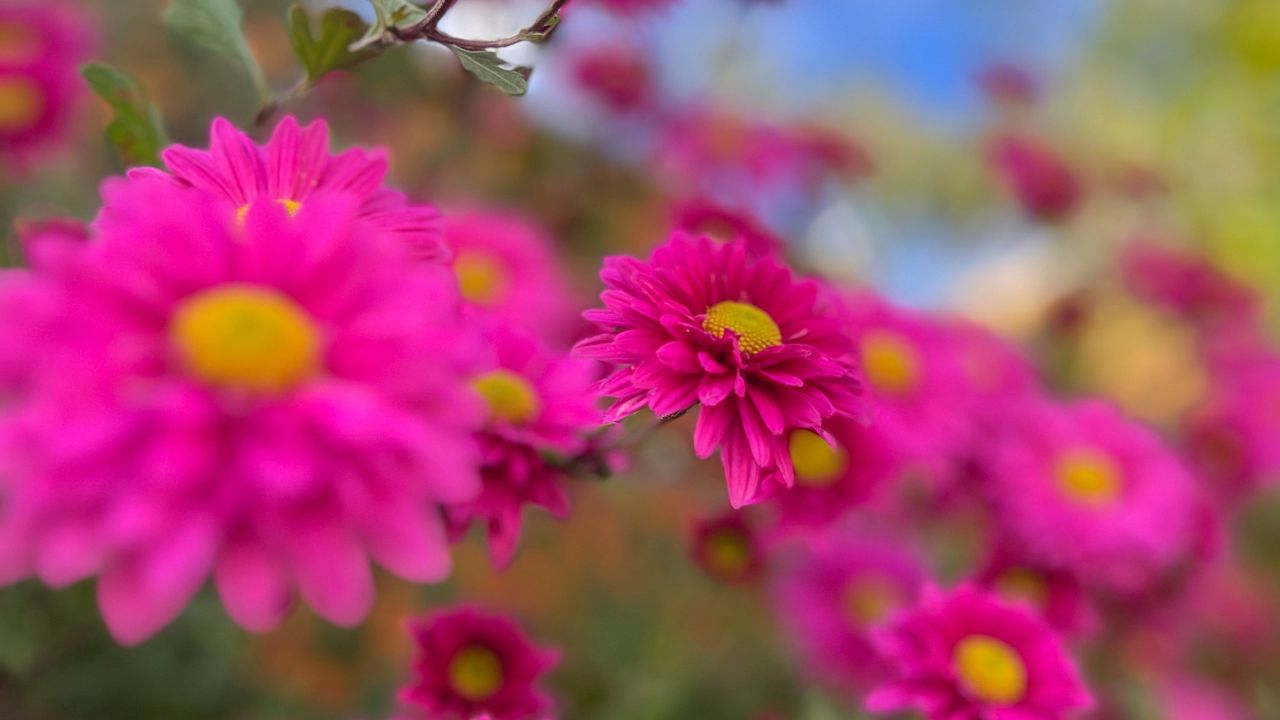Wallpaper chrysanthemums, flowers, pink, autumn, bloom
