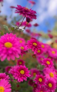 Preview wallpaper chrysanthemums, flowers, pink, autumn, bloom