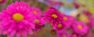 Preview wallpaper chrysanthemums, flowers, pink, autumn, bloom