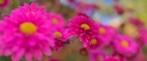 Preview wallpaper chrysanthemums, flowers, pink, autumn, bloom