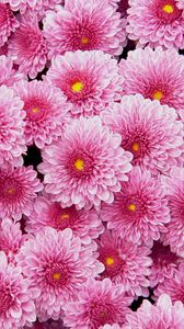Preview wallpaper chrysanthemums, flowers, pink, lot