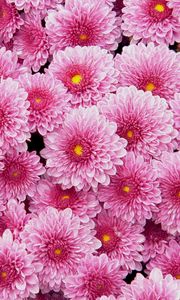 Preview wallpaper chrysanthemums, flowers, pink, lot