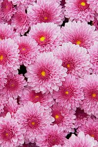 Preview wallpaper chrysanthemums, flowers, pink, lot