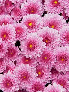 Preview wallpaper chrysanthemums, flowers, pink, lot