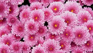 Preview wallpaper chrysanthemums, flowers, pink, lot