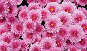 Preview wallpaper chrysanthemums, flowers, pink, lot