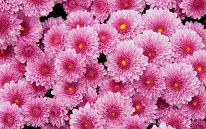 Preview wallpaper chrysanthemums, flowers, pink, lot