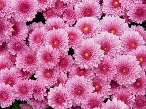 Preview wallpaper chrysanthemums, flowers, pink, lot