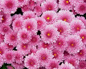 Preview wallpaper chrysanthemums, flowers, pink, lot