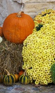 Preview wallpaper chrysanthemums, flowers, pumpkins, hay, squash, still life