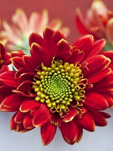 Preview wallpaper chrysanthemums, flowers, red, petals, pot, close-up