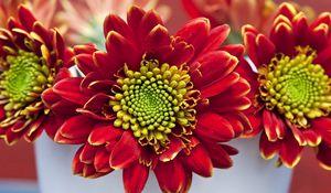 Preview wallpaper chrysanthemums, flowers, red, petals, pot, close-up