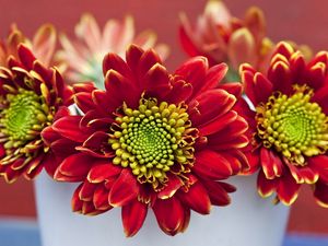 Preview wallpaper chrysanthemums, flowers, red, petals, pot, close-up