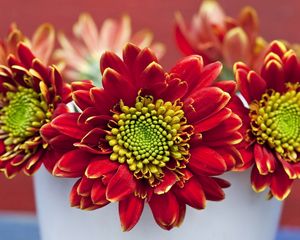 Preview wallpaper chrysanthemums, flowers, red, petals, pot, close-up