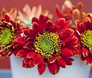 Preview wallpaper chrysanthemums, flowers, red, petals, pot, close-up