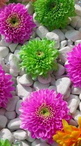 Preview wallpaper chrysanthemums, flowers, rocks, composition, beauty
