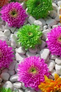 Preview wallpaper chrysanthemums, flowers, rocks, composition, beauty