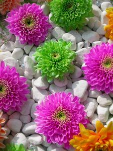 Preview wallpaper chrysanthemums, flowers, rocks, composition, beauty